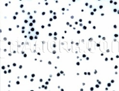 Gold (Au) Nanopowder Nanoparticles Water Dispersion Gold (Au) Nanopowder / Nanoparticles Water Dispersion