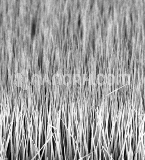 Zinc Oxide Nanowire Zinc Oxide Nanowire